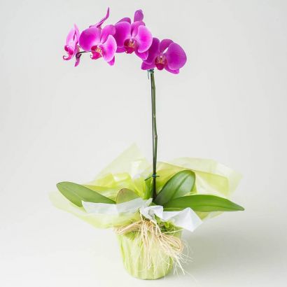 Orquídea Phalaenopsis Lilás