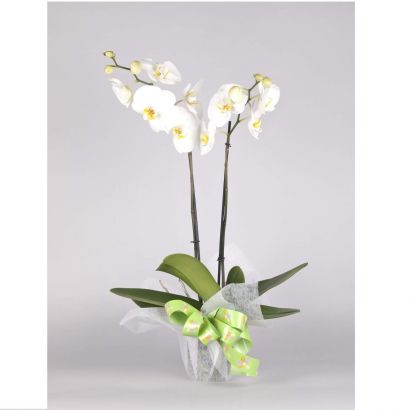 Orquídea Phalaenopsis Branca 2 Hastes