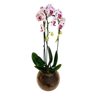 Orquídea Phalaenopsis Rajada no Vaso de Vidro