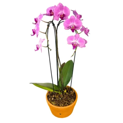 Orquídea Phalaenopsis Rosa no Vaso de Barro