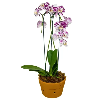 Orquídea Phalaenopsis Branca com Pintas Roxas no Vaso de Barro