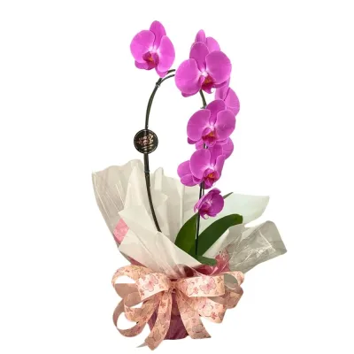 Orquídea para Presente