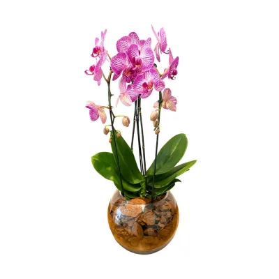 Orquídea Vaso Aquário Médio
